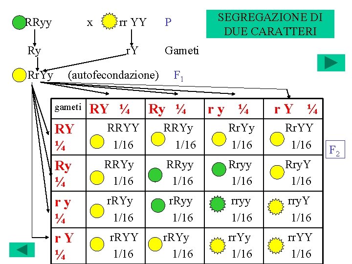 RRyy x Ry Rr. Yy rr YY r. Y Gameti (autofecondazione) gameti RY ¼