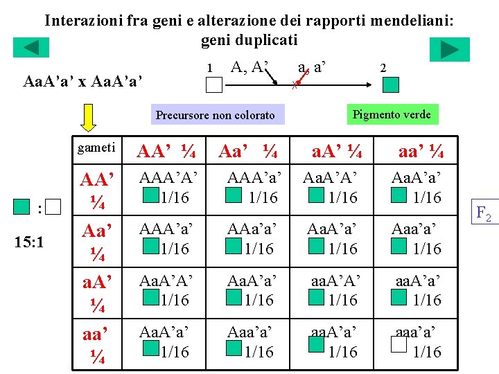 Interazioni fra geni e alterazione dei rapporti mendeliani: geni duplicati 1 Aa. A’a’ x