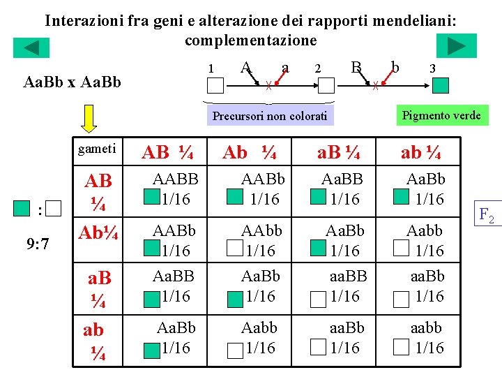 Interazioni fra geni e alterazione dei rapporti mendeliani: complementazione 1 Aa. Bb x Aa.