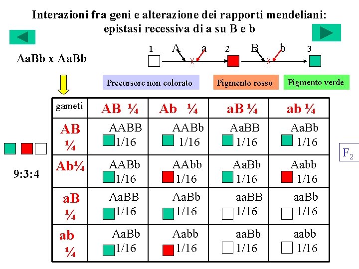 Interazioni fra geni e alterazione dei rapporti mendeliani: epistasi recessiva di a su B