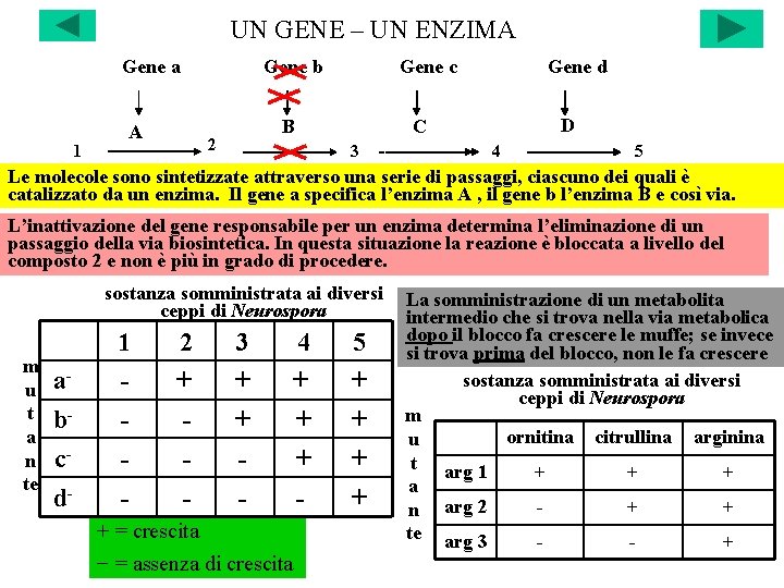 UN GENE – UN ENZIMA Gene a 1 A Gene b Gene c B