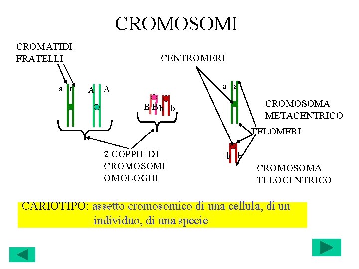 CROMOSOMI CROMATIDI FRATELLI a a CENTROMERI a a A A CROMOSOMA METACENTRICO B Bb