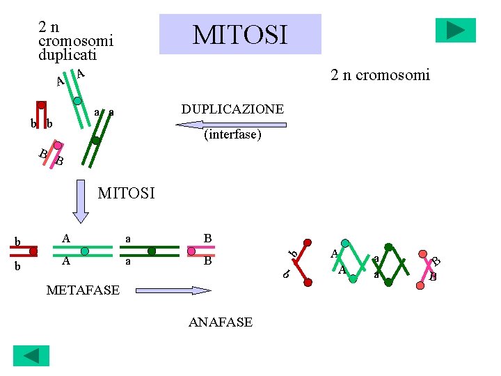 2 n cromosomi duplicati A 2 n cromosomi A DUPLICAZIONE a a b b
