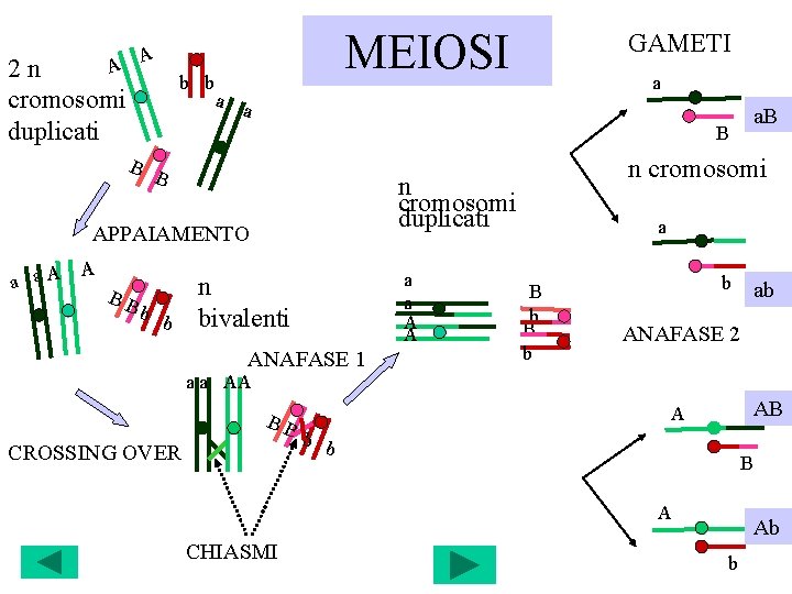 MEIOSI A A 2 n cromosomi duplicati b b a a a B BB