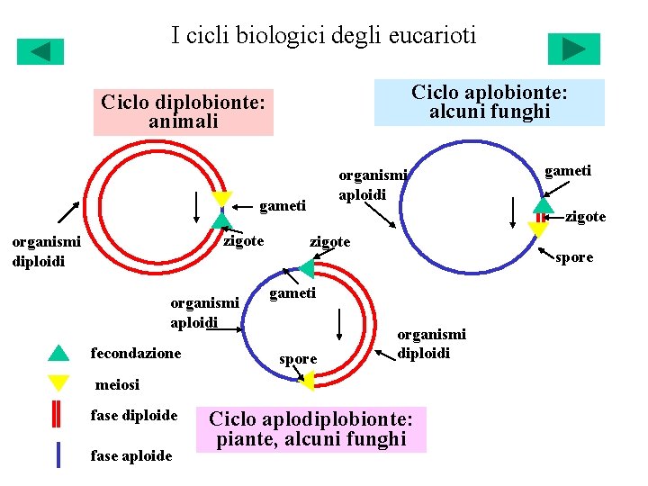 I cicli biologici degli eucarioti Ciclo aplobionte: alcuni funghi Ciclo diplobionte: animali organismi aploidi