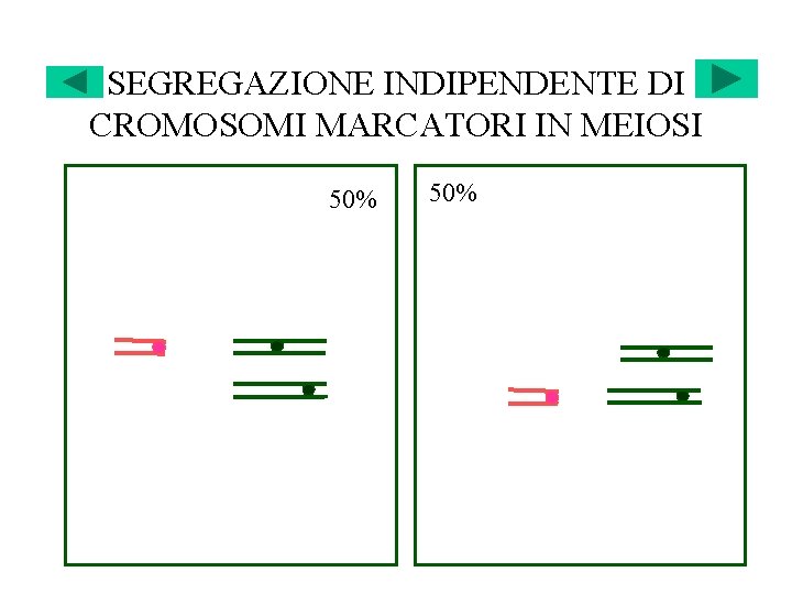 SEGREGAZIONE INDIPENDENTE DI CROMOSOMI MARCATORI IN MEIOSI 50% 