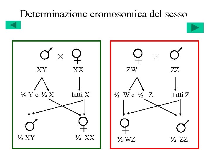 Determinazione cromosomica del sesso XY ½Ye ½X ½ XY XX tutti X ½ XX