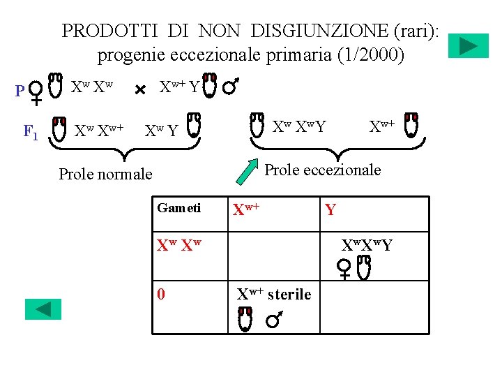 PRODOTTI DI NON DISGIUNZIONE (rari): progenie eccezionale primaria (1/2000) P F 1 Xw Xw+