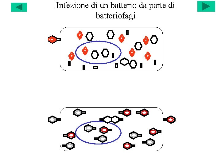 Infezione di un batterio da parte di batteriofagi 