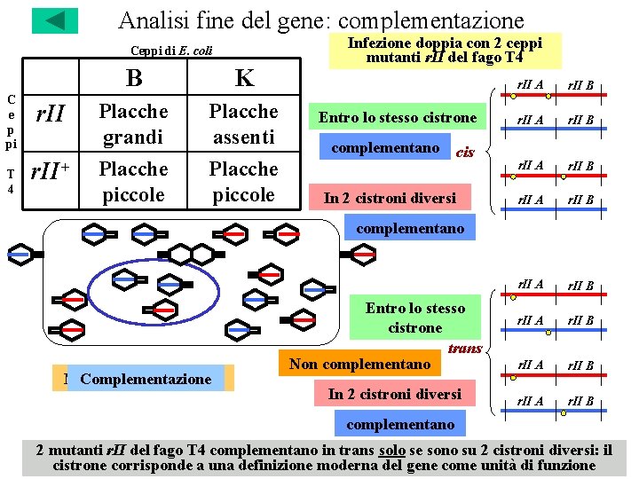 Analisi fine del gene: complementazione Ceppi di E. coli C e p pi w