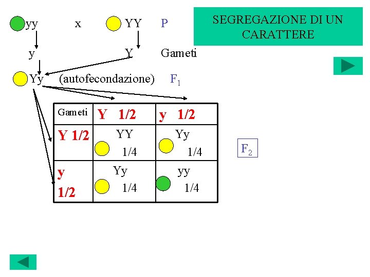 yy x y Yy P Y Gameti (autofecondazione) Gameti Y 1/2 YY 1/4 Yy