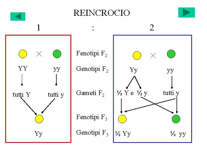 REINCROCIO 1 : 2 Fenotipi F 2 YY yy Genotipi F 2 Yy yy