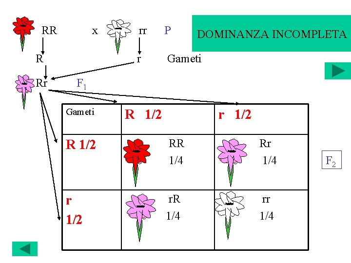 RR x R Rr SEGREGAZIONE DI UN CARATTERE DOMINANZA INCOMPLETA rr P r Gameti