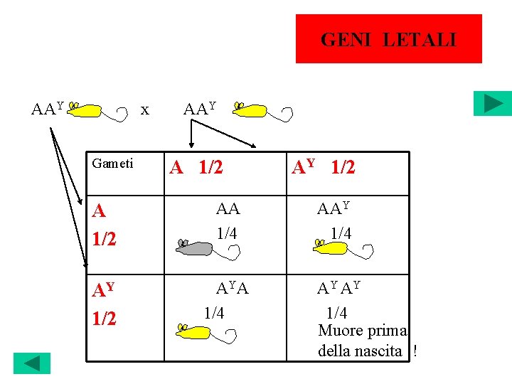 GENI LETALI AAY x Gameti AAY A 1/2 AA 1/4 AY 1/2 A YA