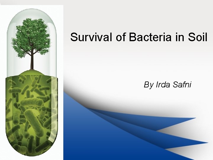 Survival of Bacteria in Soil By Irda Safni 