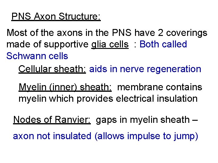 PNS Axon Structure: Most of the axons in the PNS have 2 coverings made