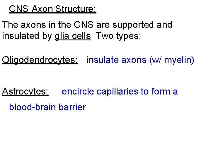 CNS Axon Structure: The axons in the CNS are supported and insulated by glia