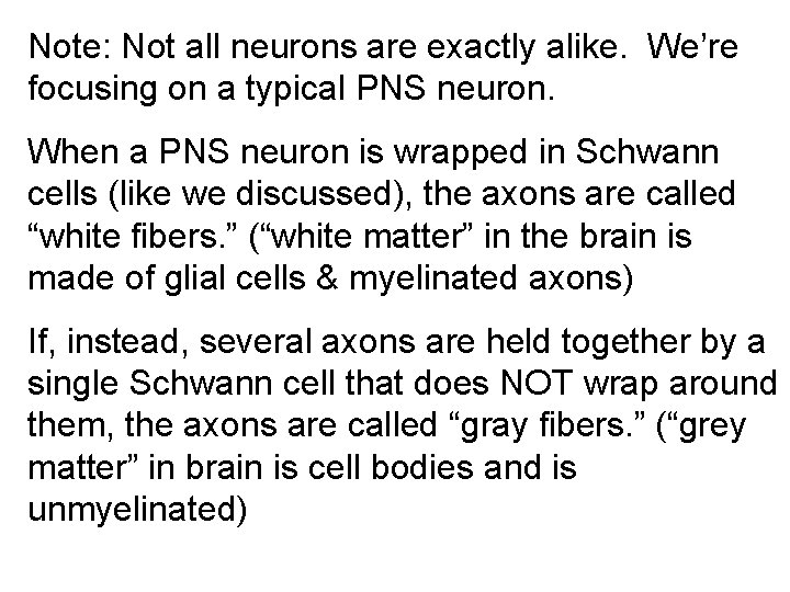 Note: Not all neurons are exactly alike. We’re focusing on a typical PNS neuron.