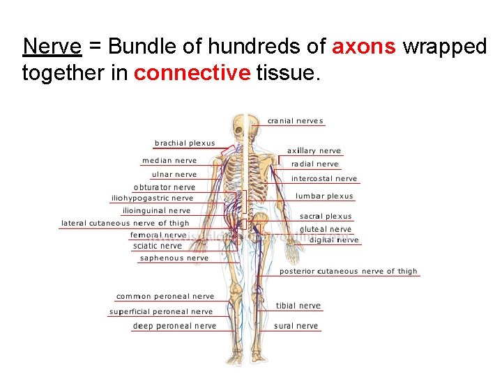 Nerve = Bundle of hundreds of axons wrapped together in connective tissue. 