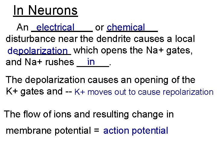 In Neurons An electrical or chemical disturbance near the dendrite causes a local depolarization
