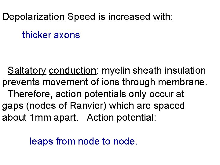 Depolarization Speed is increased with: thicker axons Saltatory conduction: myelin sheath insulation prevents movement