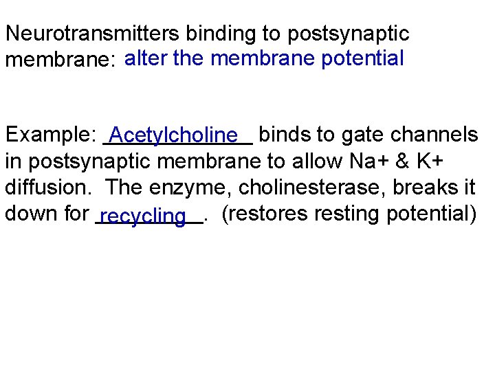 Neurotransmitters binding to postsynaptic membrane: alter the membrane potential Example: Acetylcholine binds to gate
