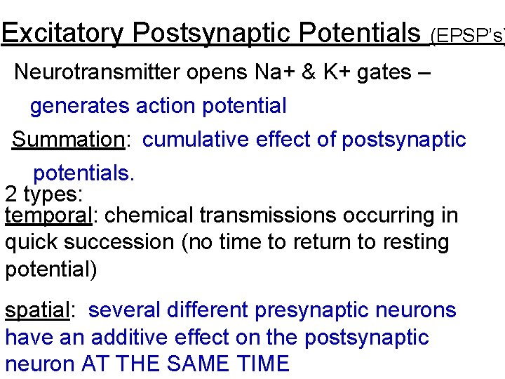 Excitatory Postsynaptic Potentials (EPSP’s) Neurotransmitter opens Na+ & K+ gates – generates action potential