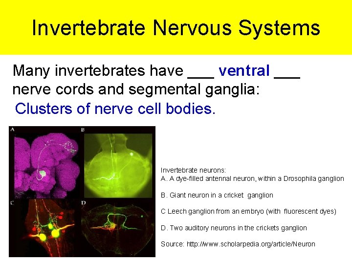 Invertebrate Nervous Systems Many invertebrates have ___ ventral ___ nerve cords and segmental ganglia: