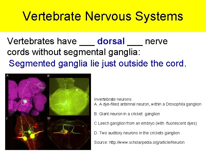 Vertebrate Nervous Systems Vertebrates have ___ dorsal ___ nerve cords without segmental ganglia: Segmented