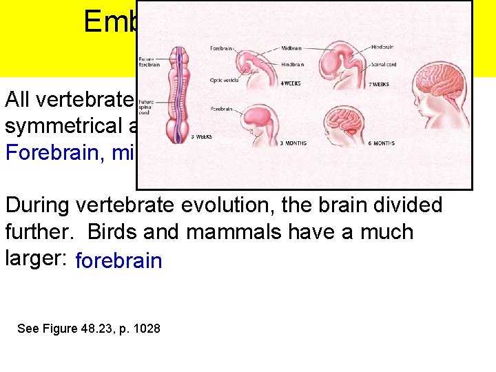 Embryonic Development of the Brain All vertebrates have three bilaterally symmetrical anterior bulges of