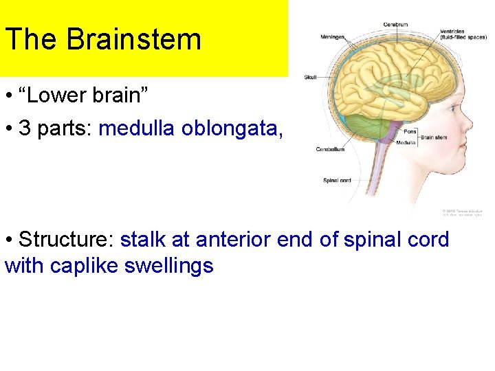 The Brainstem • “Lower brain” • 3 parts: medulla oblongata, pons, midbrain • Structure: