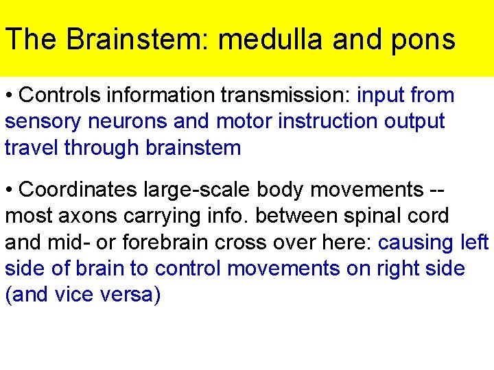 The Brainstem: medulla and pons • Controls information transmission: input from sensory neurons and