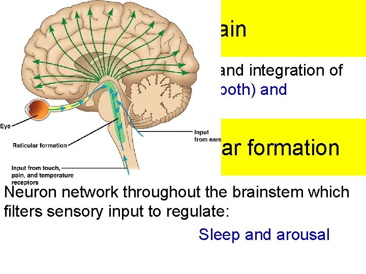 The Brainstem: midbrain • Contains centers for receipt and integration of sensory information: hearing