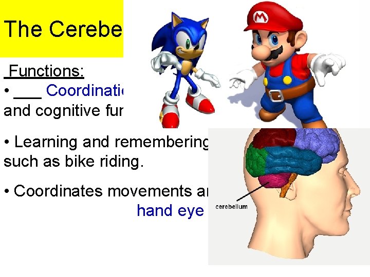 The Cerebellum Functions: • ___ Coordination ___ during motor, perceptual and cognitive functions. •