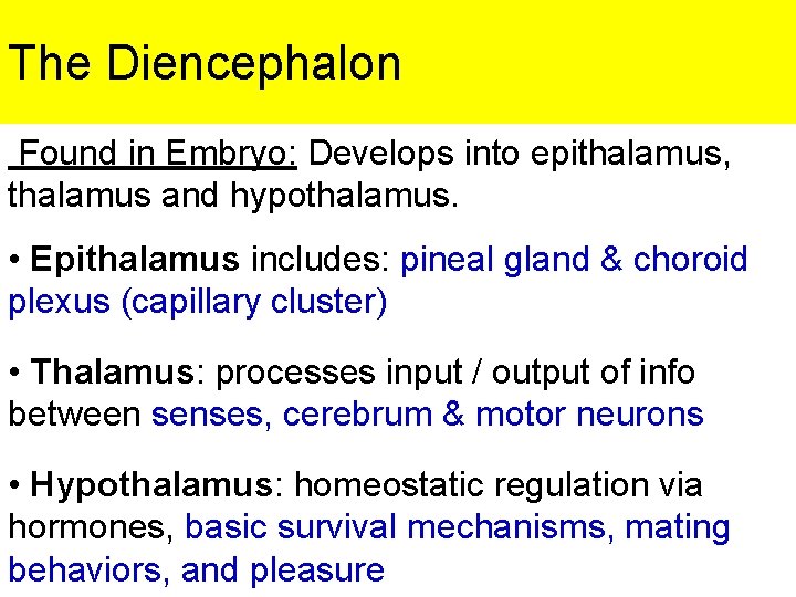 The Diencephalon Found in Embryo: Develops into epithalamus, thalamus and hypothalamus. • Epithalamus includes: