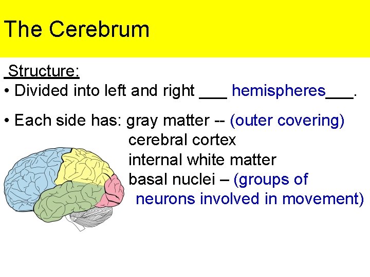 The Cerebrum Structure: • Divided into left and right ___ hemispheres___. • Each side