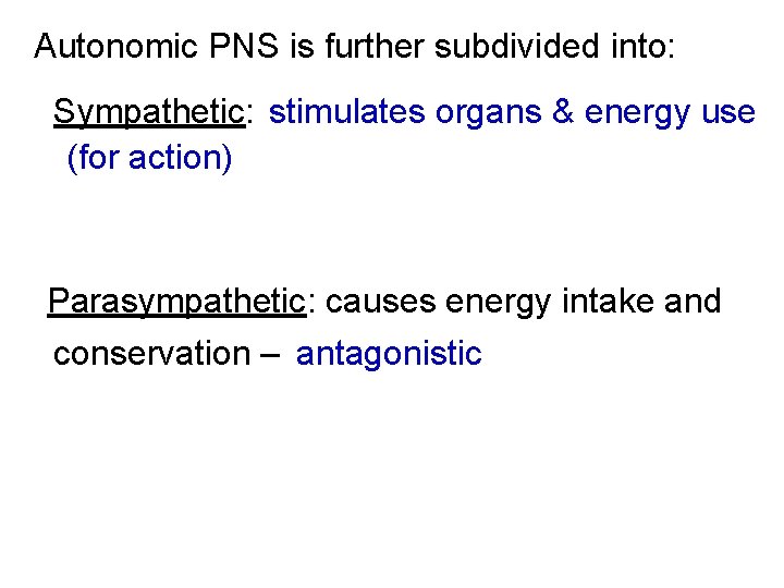 Autonomic PNS is further subdivided into: Sympathetic: stimulates organs & energy use (for action)