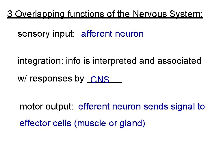 3 Overlapping functions of the Nervous System: sensory input: afferent neuron integration: info is