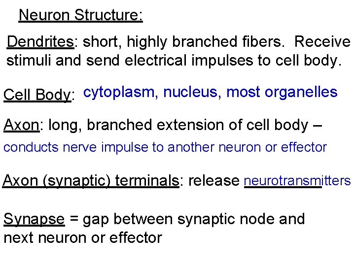 Neuron Structure: Dendrites: short, highly branched fibers. Receive stimuli and send electrical impulses to