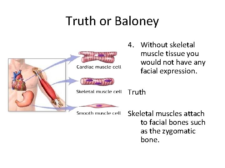 Truth or Baloney 4. Without skeletal muscle tissue you would not have any facial