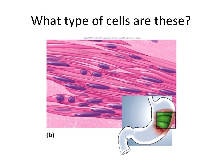 What type of cells are these? 