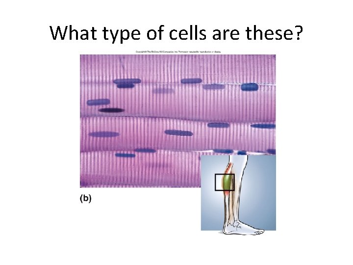 What type of cells are these? 