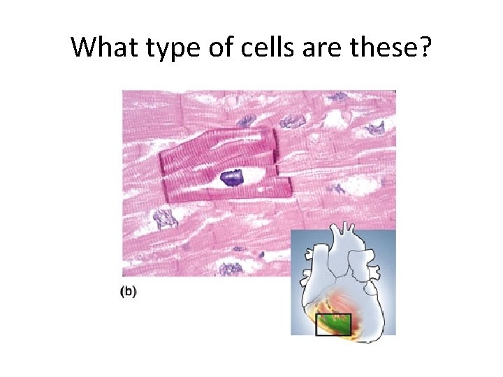 What type of cells are these? 