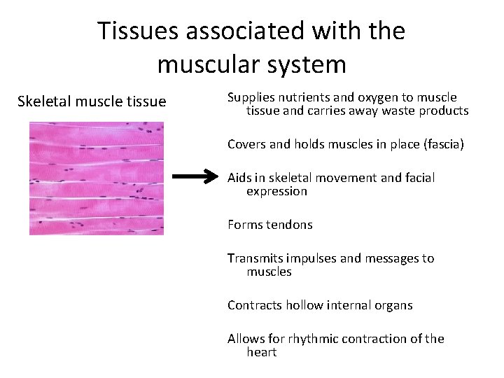 Tissues associated with the muscular system Skeletal muscle tissue Supplies nutrients and oxygen to