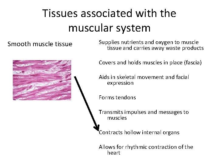 Tissues associated with the muscular system Smooth muscle tissue Supplies nutrients and oxygen to
