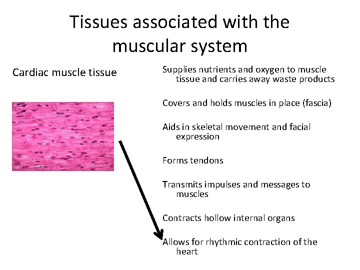 Tissues associated with the muscular system Cardiac muscle tissue Supplies nutrients and oxygen to
