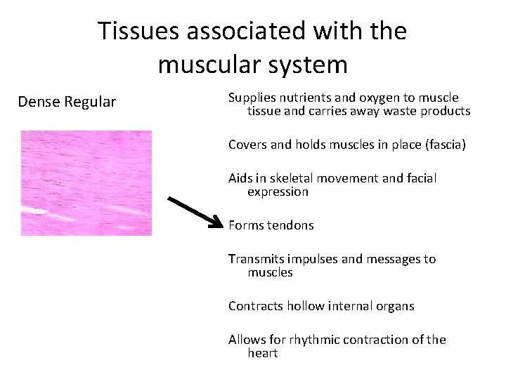 Tissues associated with the muscular system Dense Regular Supplies nutrients and oxygen to muscle