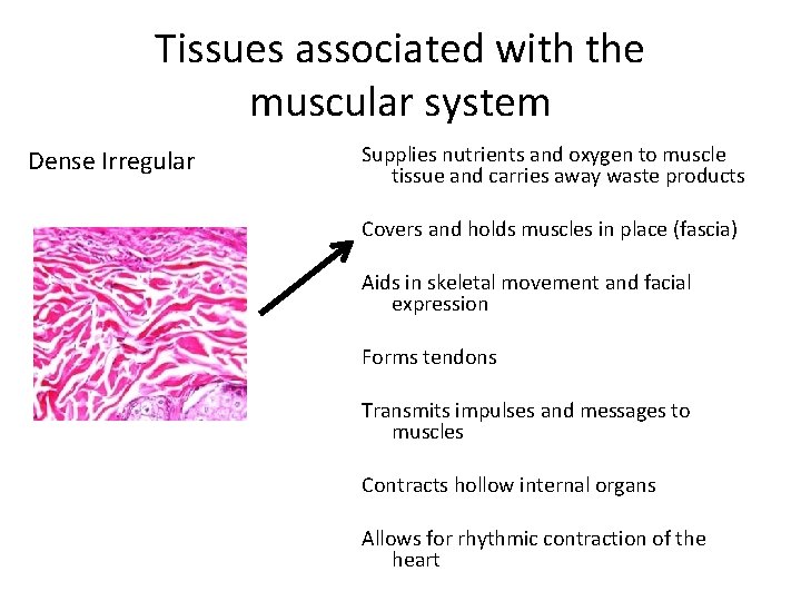 Tissues associated with the muscular system Dense Irregular Supplies nutrients and oxygen to muscle