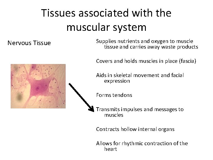 Tissues associated with the muscular system Nervous Tissue Supplies nutrients and oxygen to muscle