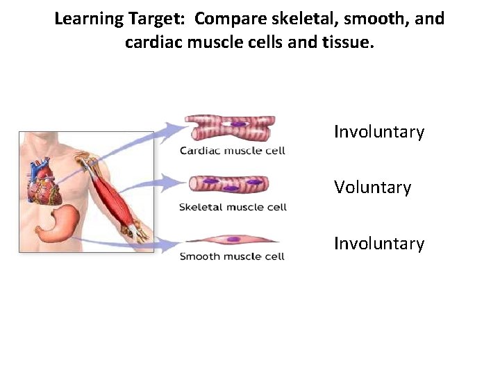 Learning Target: Compare skeletal, smooth, and cardiac muscle cells and tissue. Involuntary Voluntary Involuntary